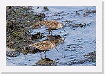 Suosirri Dunlin 8407 * 1351 x 901 * (998KB)